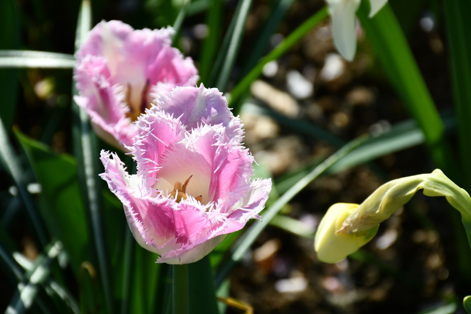 Nikon D7500 sample photo. Holland, tulips, spring photography
