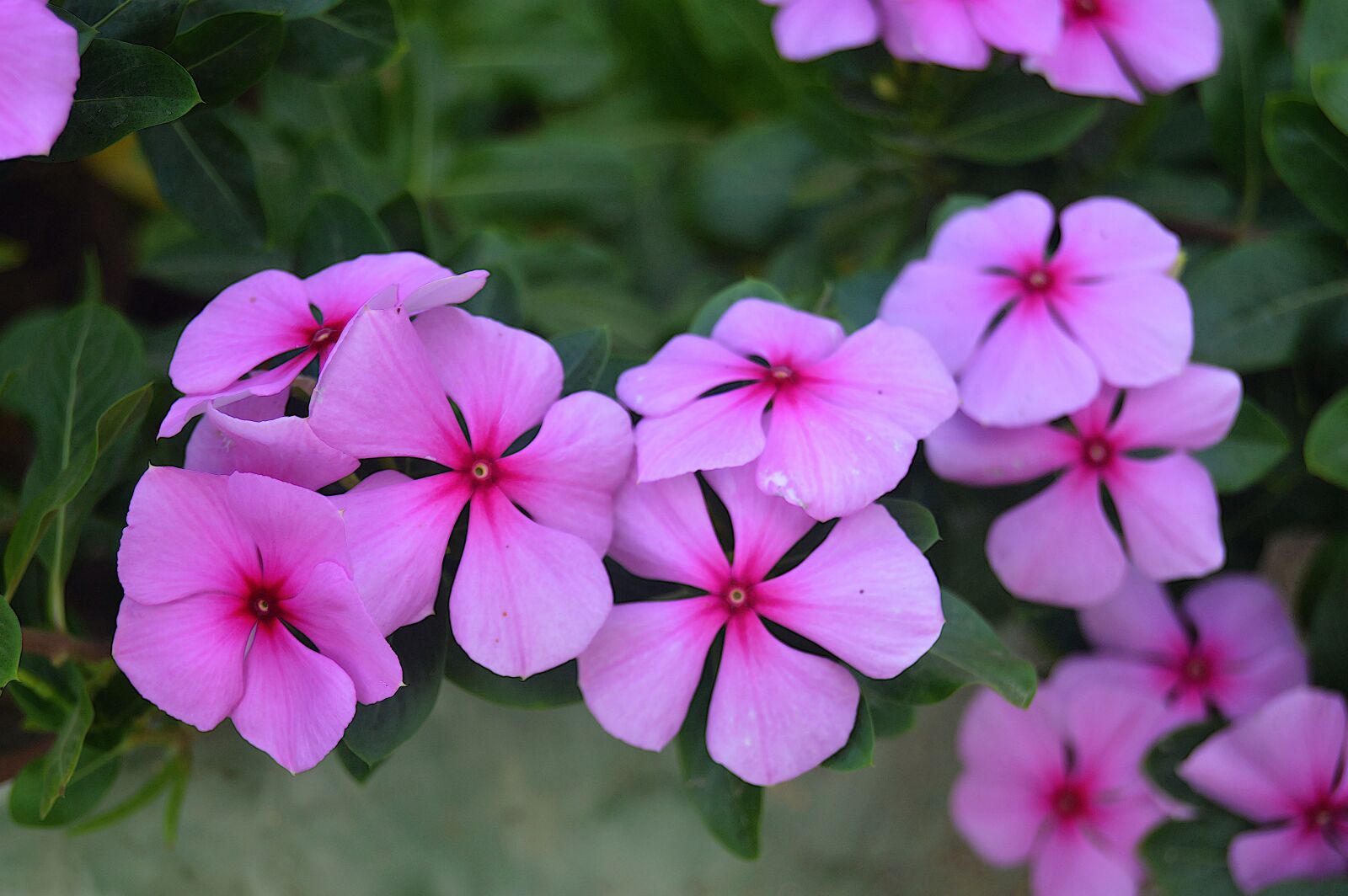 Nikon D3200 sample photo. Pink flowers, fall flowers photography