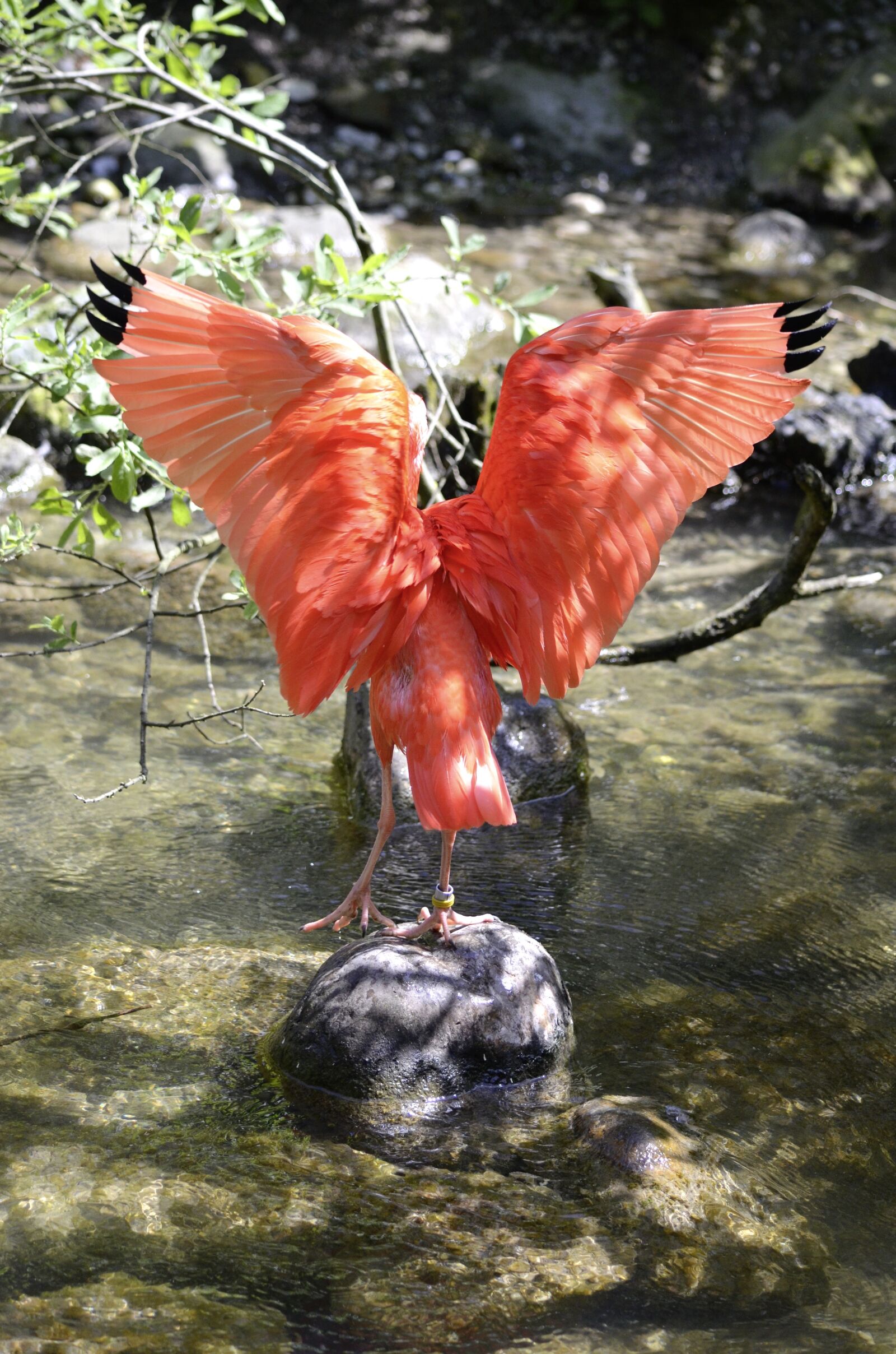 Nikon D5100 sample photo. Scarlet ibis, bird, red photography