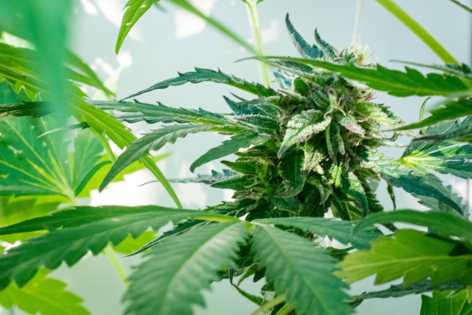 Nikon D3400 sample photo. Marijuana, plant, cannabis photography