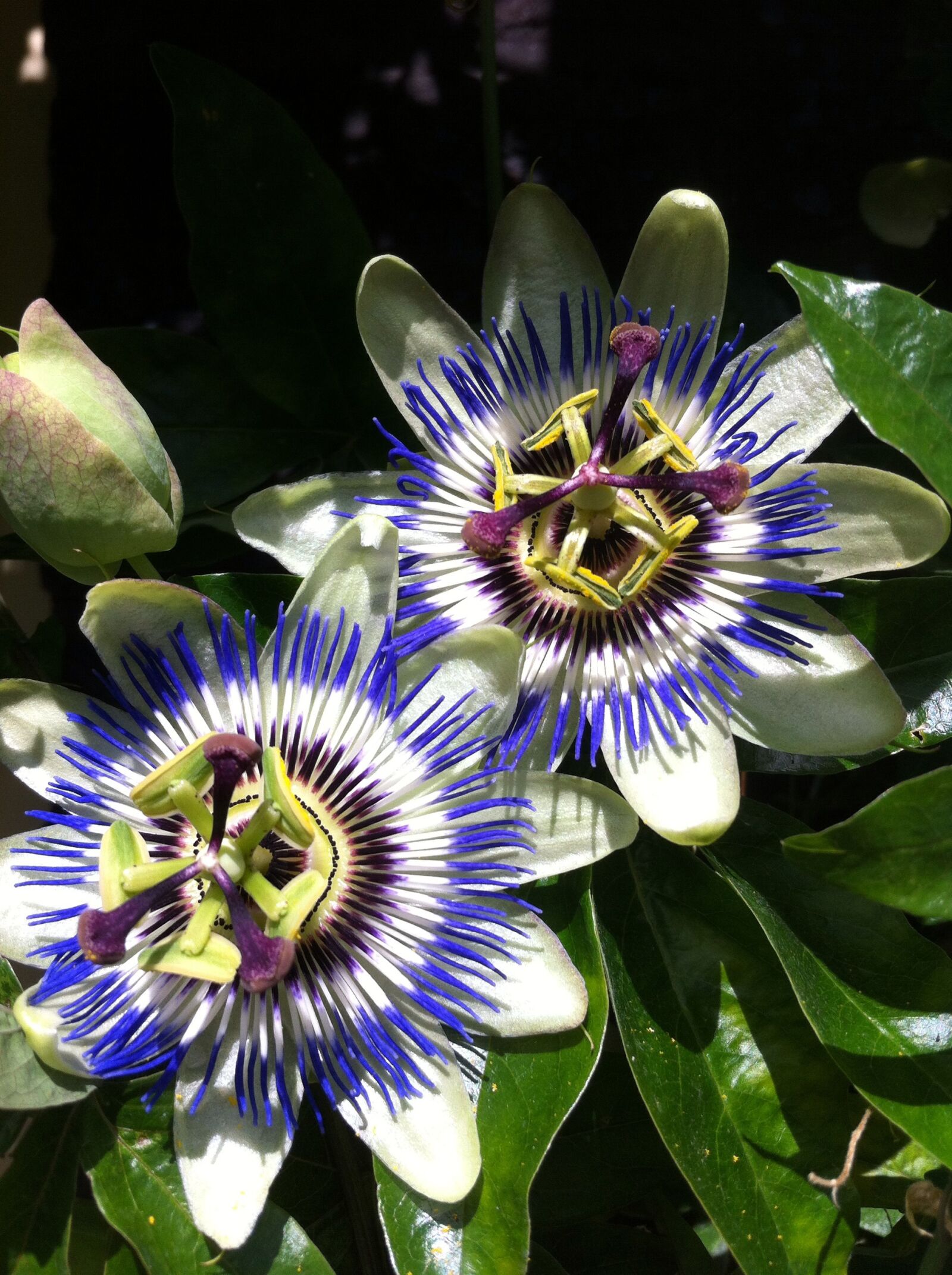 Apple iPhone 4 sample photo. Passion flower, garden, flower photography