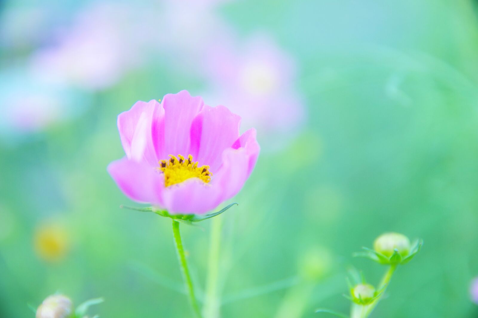 Pentax K-3 sample photo. Japan, flowers, cosmos photography