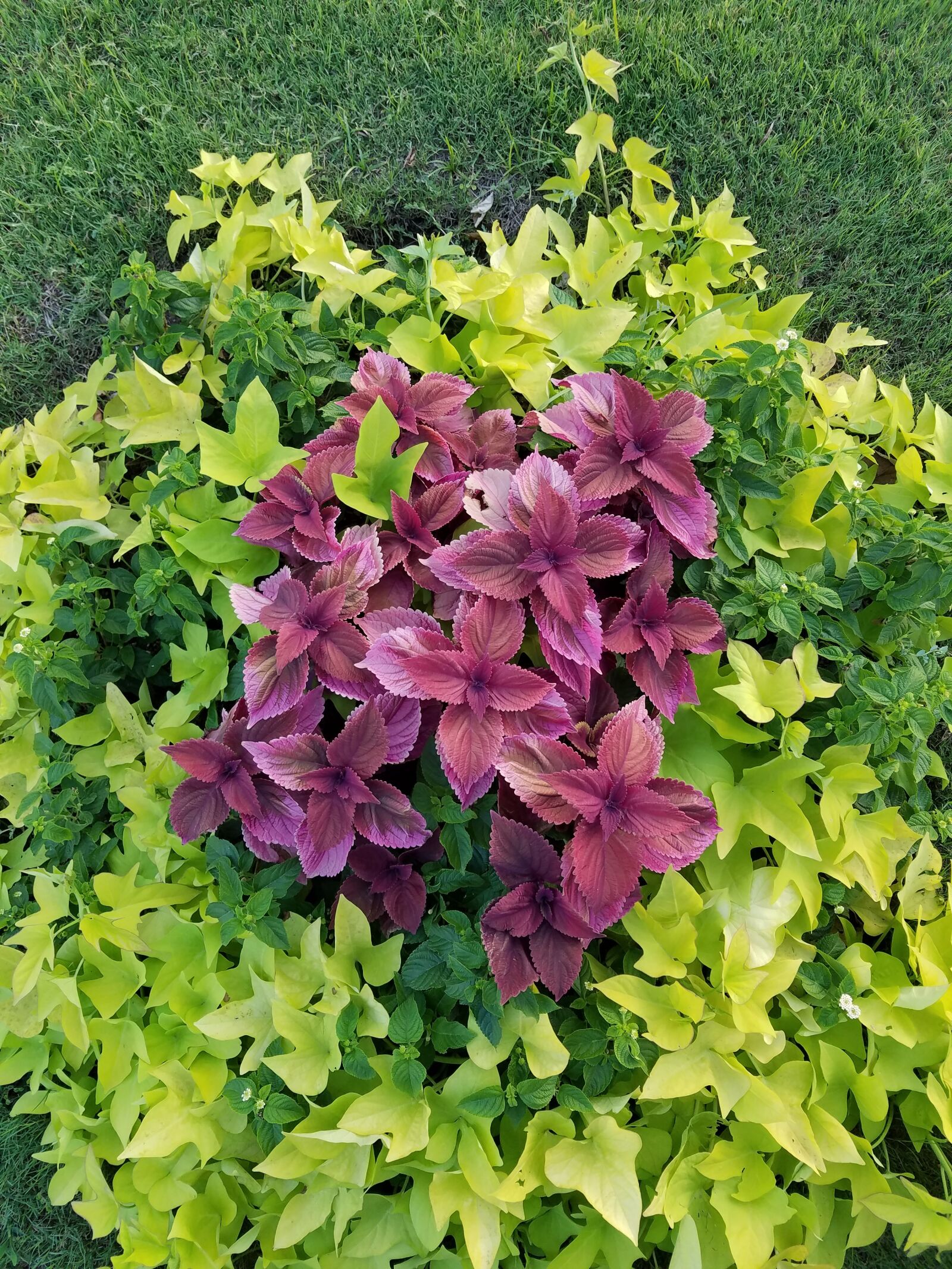 Samsung Galaxy S7 Edge sample photo. Purple, flowers, green photography