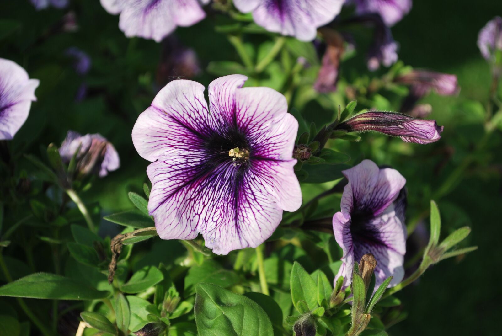 Nikon D60 sample photo. Flowers, summer photography