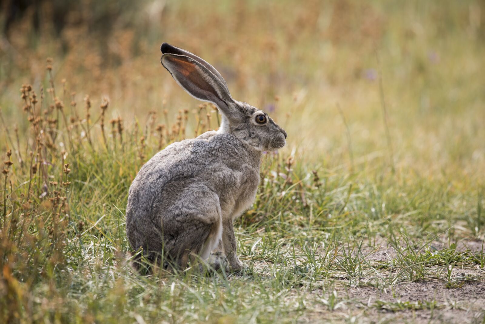 Canon EF 100-400mm F4.5-5.6L IS II USM sample photo. Hare, rabbit, bunny photography