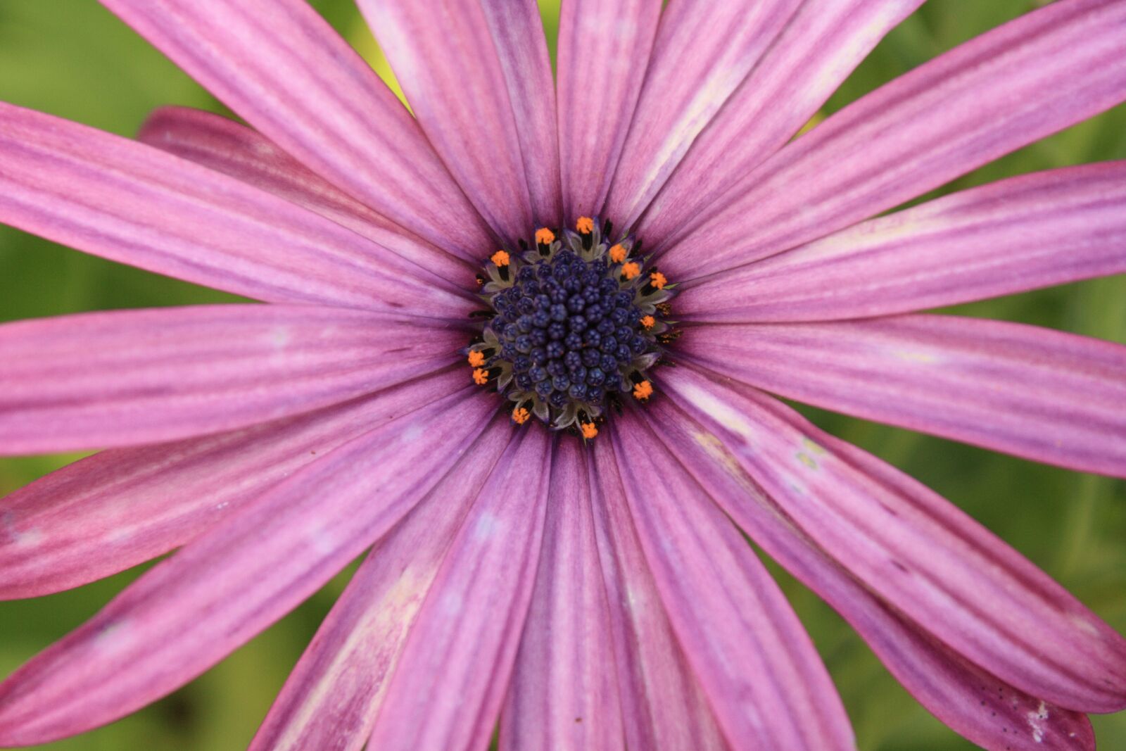 Canon EOS 1000D (EOS Digital Rebel XS / EOS Kiss F) sample photo. Flower, purple, pink photography