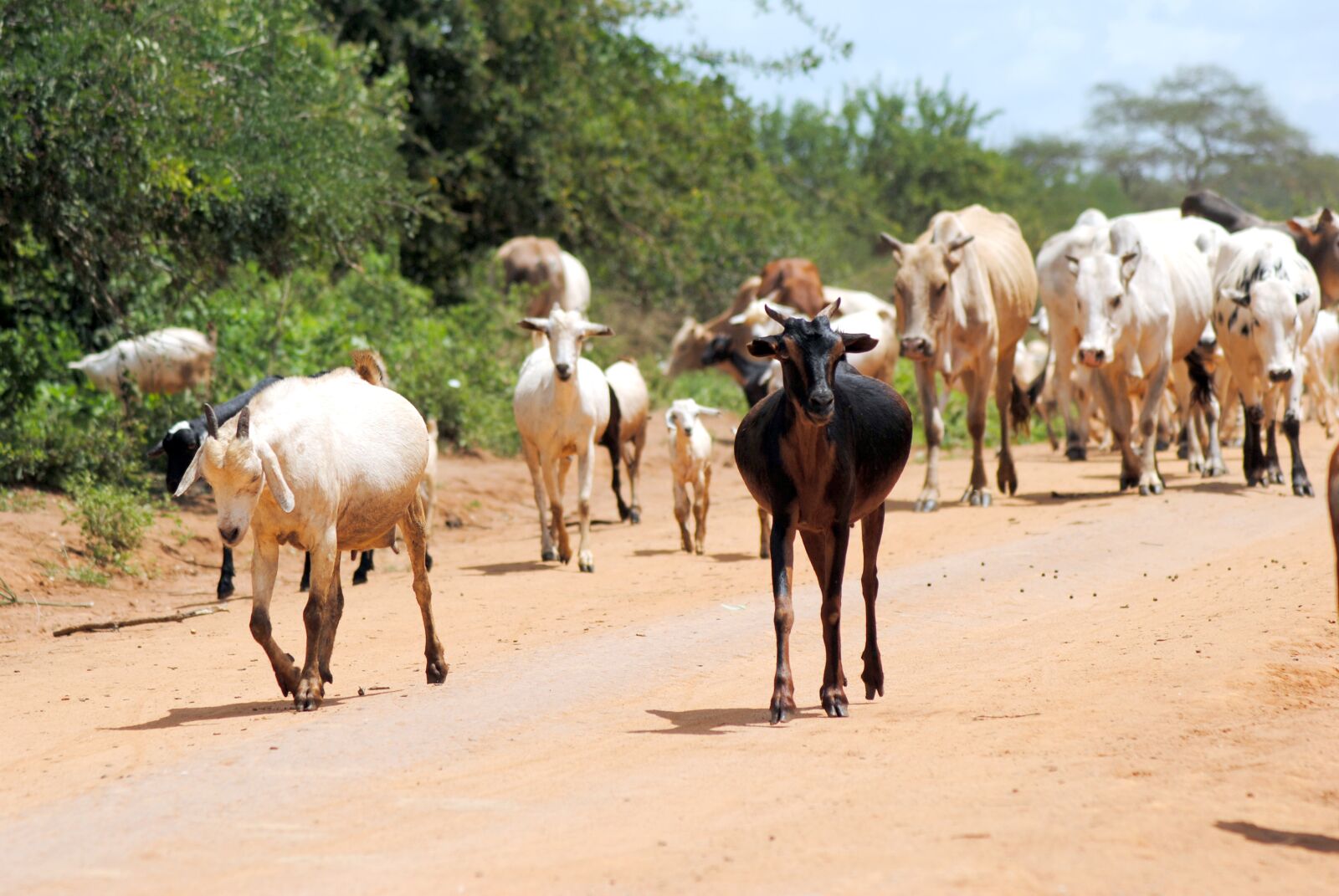 Nikon D3000 sample photo. Goat, cattle, animal photography