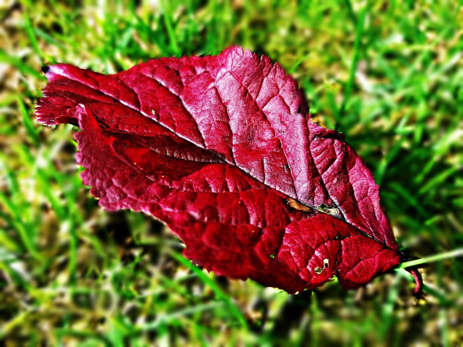 Samsung Galaxy J5 sample photo. Leaf, red, autumn photography