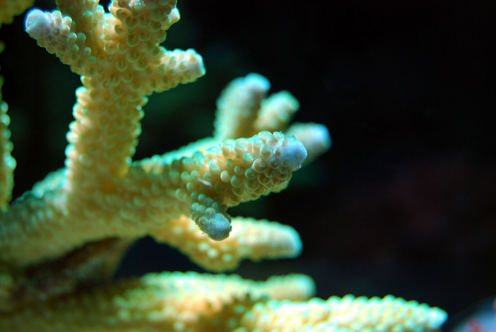Nikon D40X sample photo. Coral, reef, sea photography