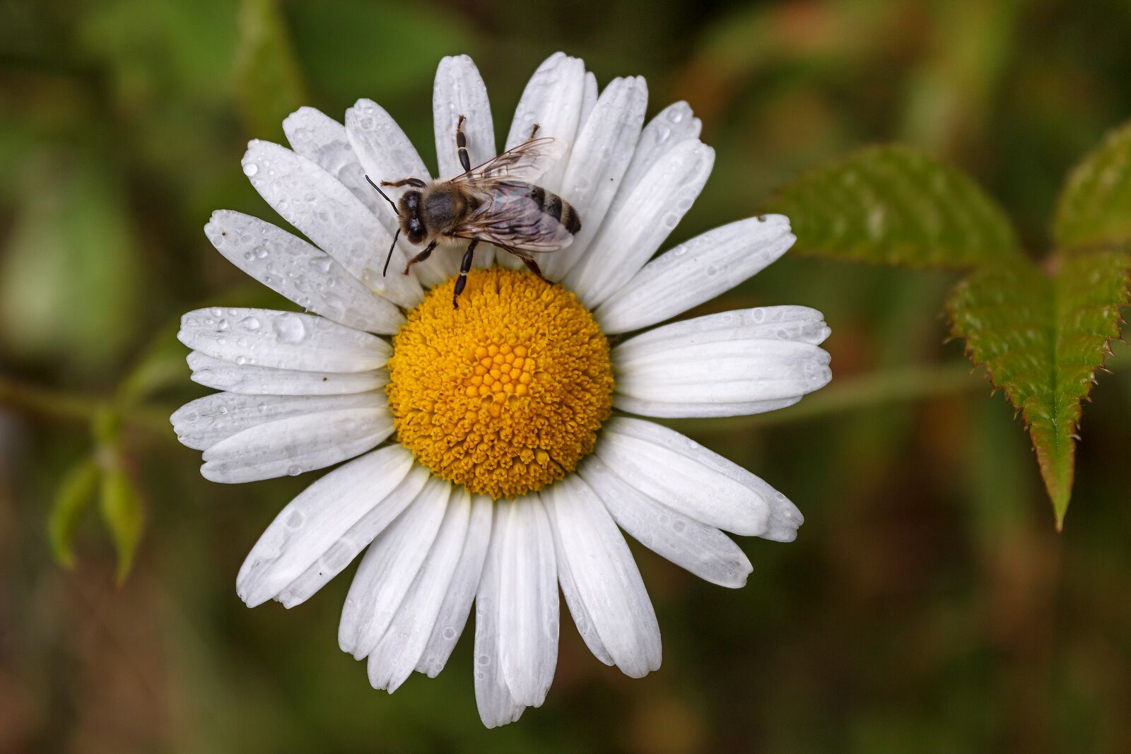 Canon EOS 600D (Rebel EOS T3i / EOS Kiss X5) sample photo. Rosa, morning, bee photography