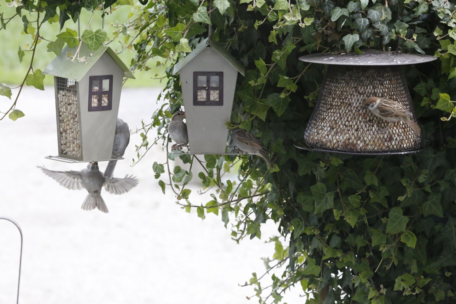 Canon EOS 5D Mark III sample photo. Sparrow, sperling, feeding photography