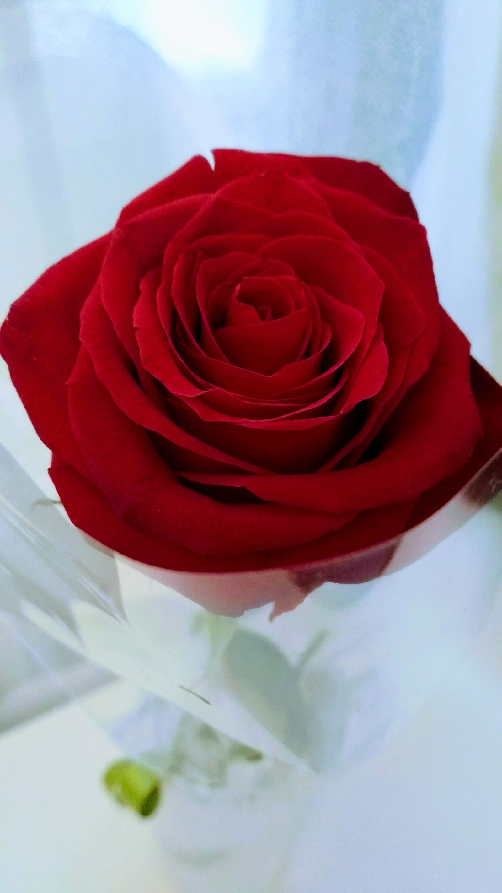 Xiaomi Redmi 4X sample photo. Rose, red, flower photography