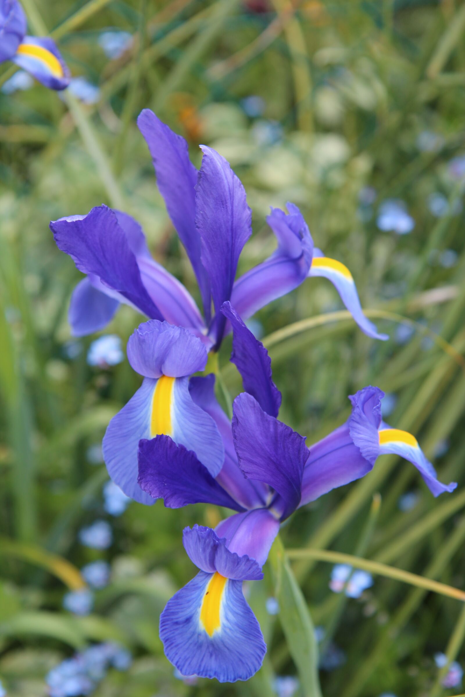 Canon EOS 600D (Rebel EOS T3i / EOS Kiss X5) sample photo. Iris, iris blue, flowering photography