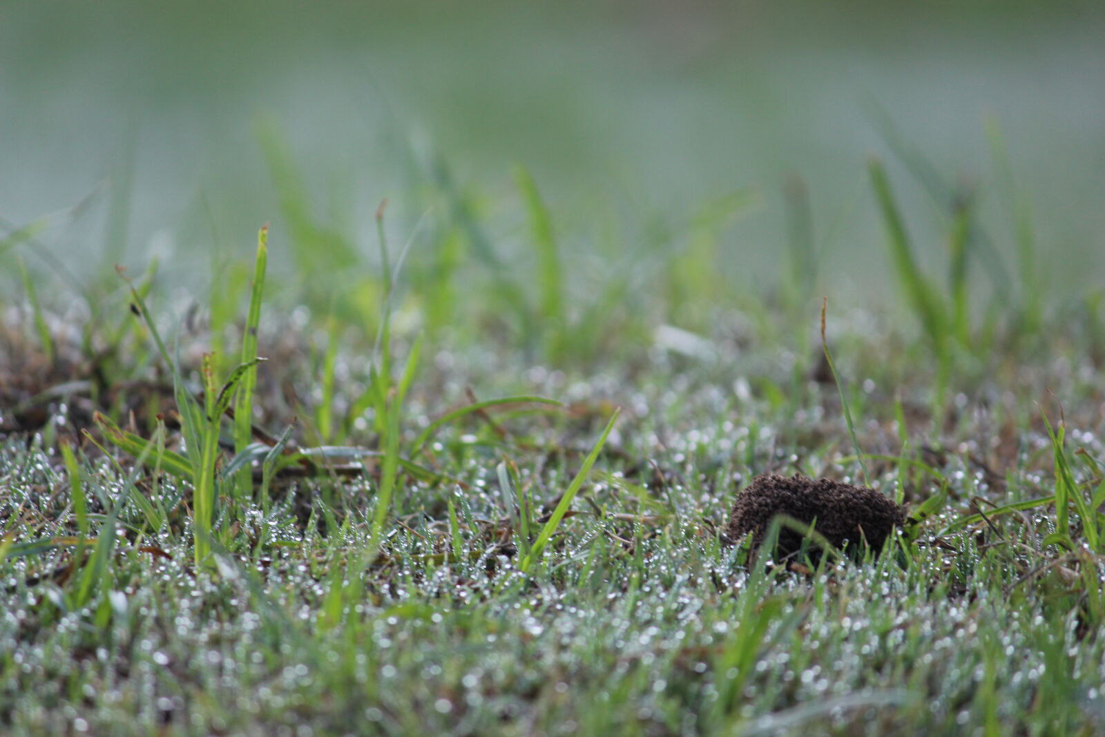 Canon EOS 700D (EOS Rebel T5i / EOS Kiss X7i) sample photo. Dew, dewdrop, dewdrops, grass photography