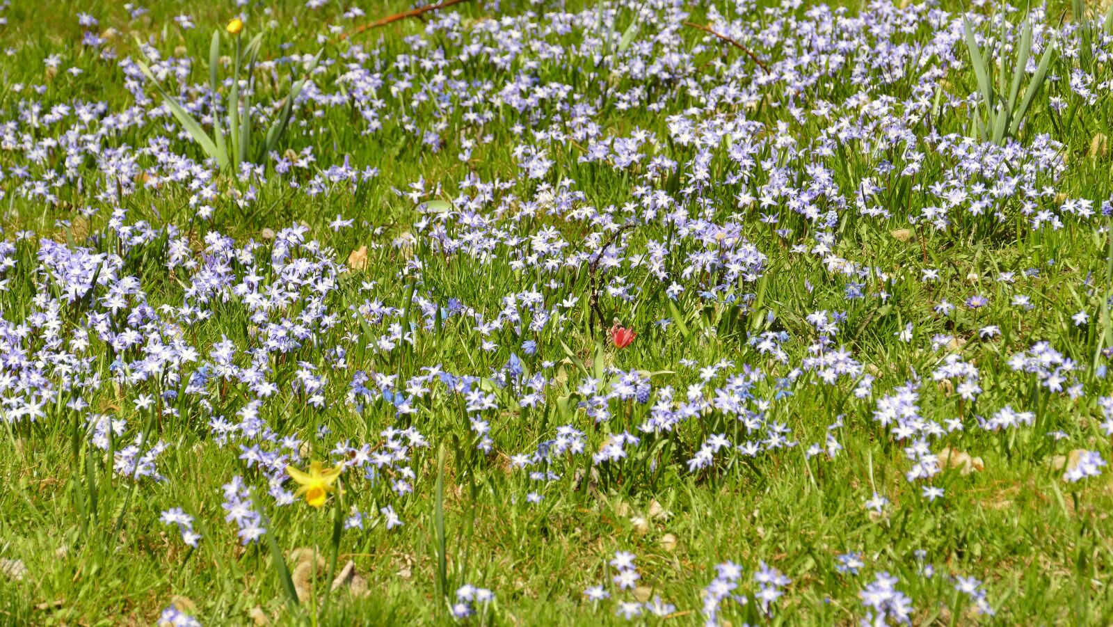 Panasonic Lumix DMC-FZ1000 sample photo. Meadow, spring, flower photography