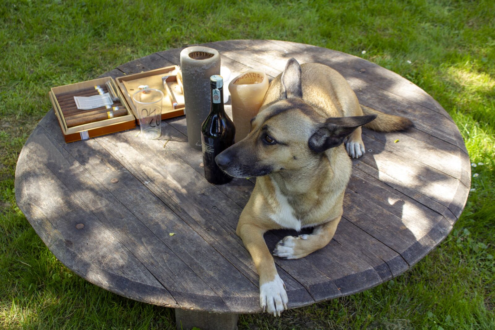 Canon EF-S 18-55mm F3.5-5.6 IS sample photo. Dog, feast, relaxation photography