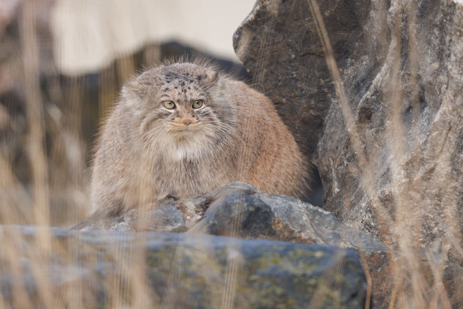 Canon EOS R5 sample photo. Manul photography