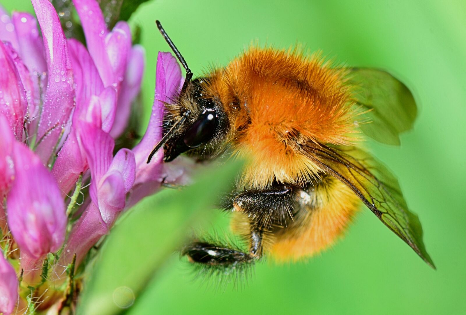 Nikon D5300 sample photo. Nature, bumblebee, leaves photography