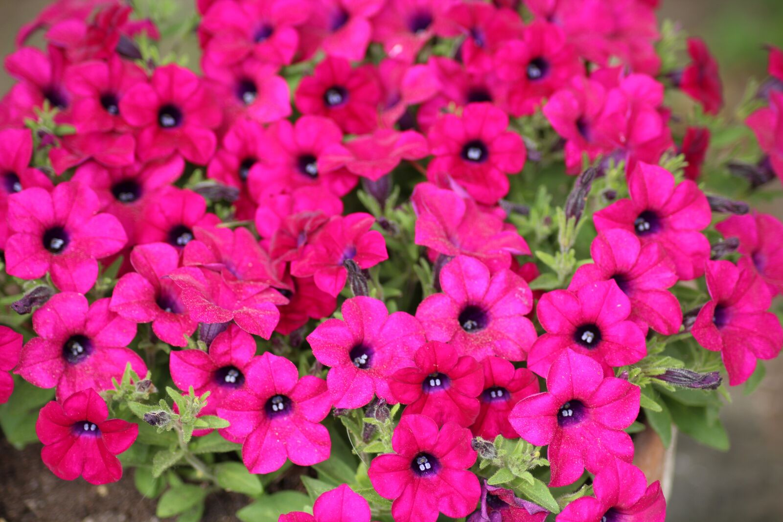 Canon EOS 1200D (EOS Rebel T5 / EOS Kiss X70 / EOS Hi) sample photo. Petunias, flowerpots, spring photography
