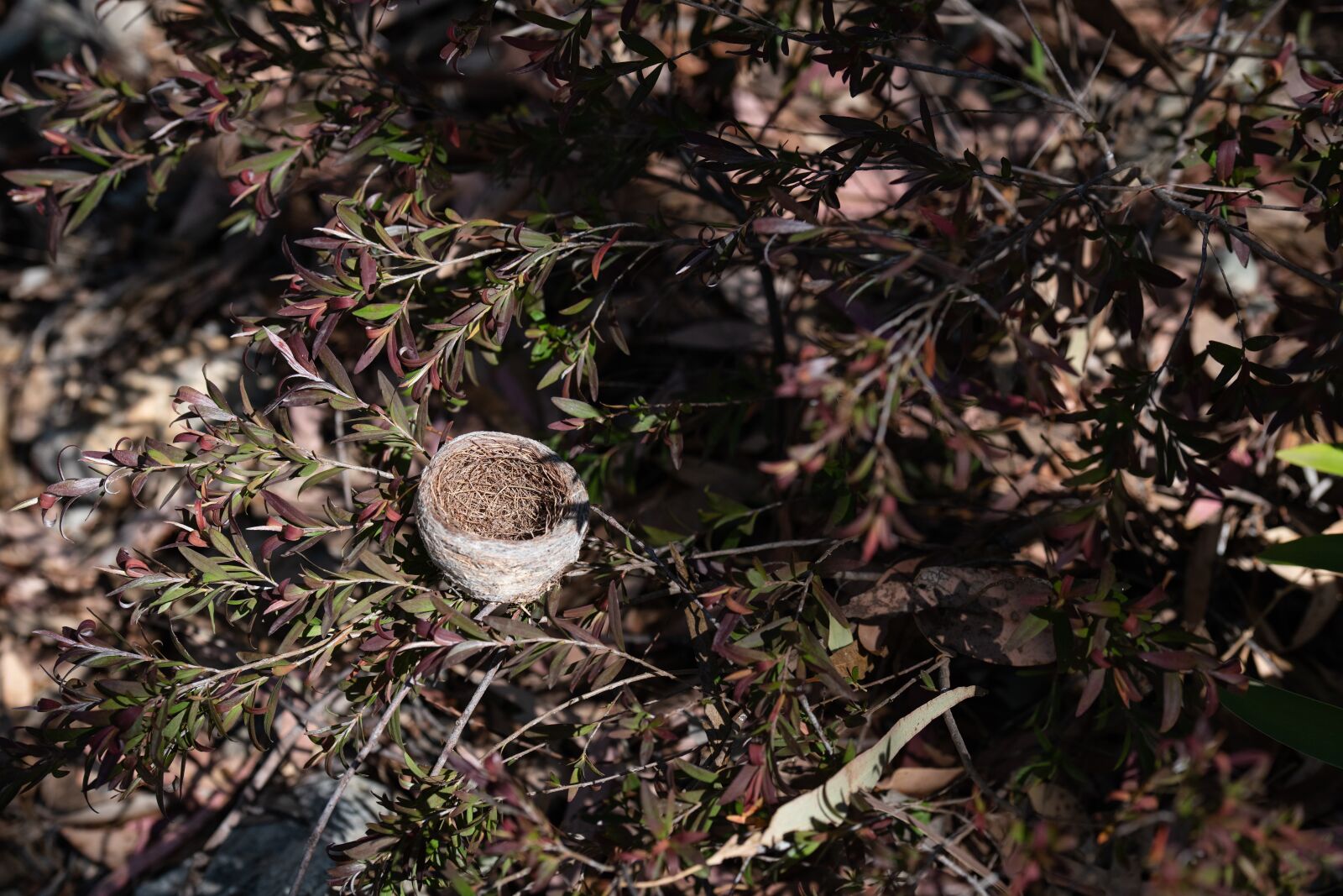 Nikon D850 sample photo. Nest, bird nest, nature photography