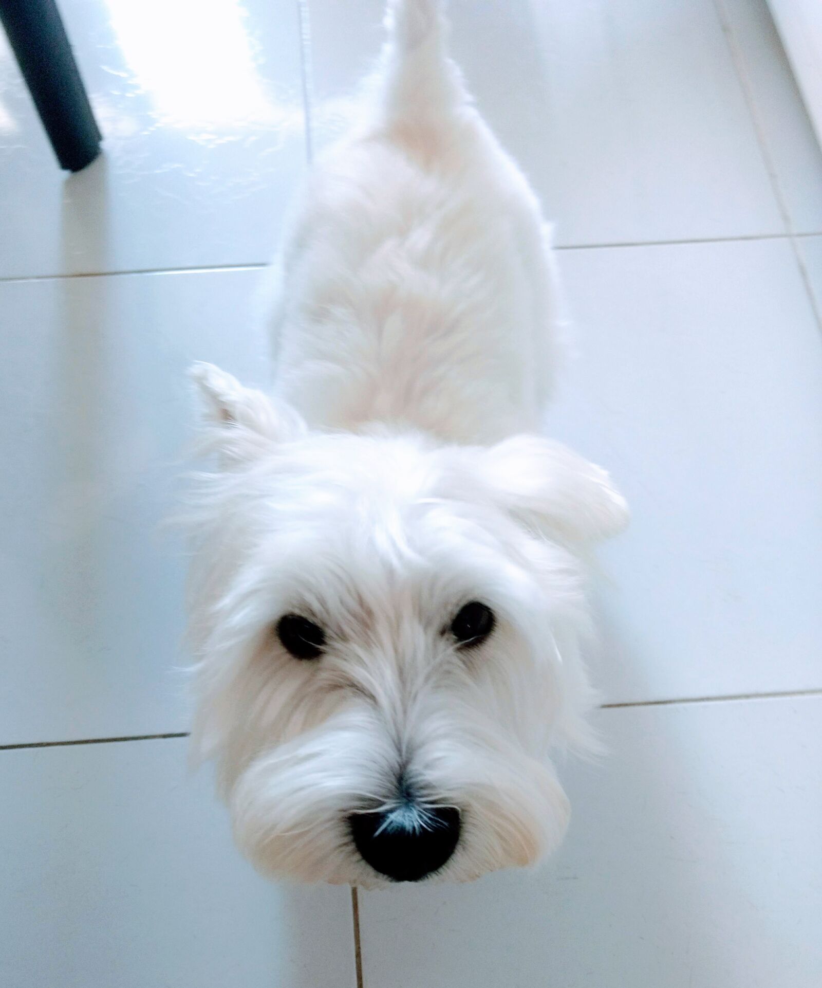 Motorola Moto G (4) sample photo. Dog, westie, pet tags photography