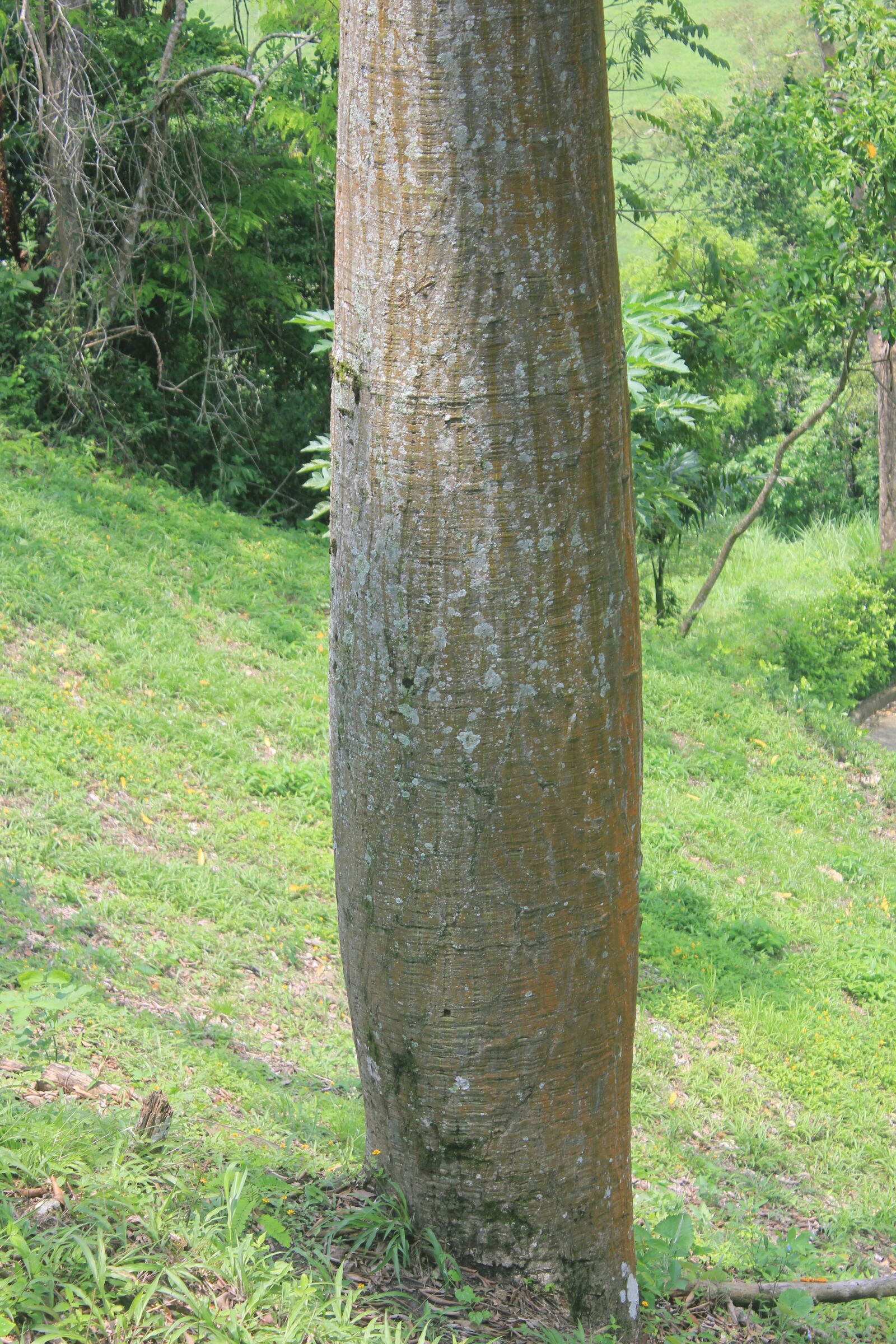 Canon EOS 550D (EOS Rebel T2i / EOS Kiss X4) sample photo. Tree, grass, field photography