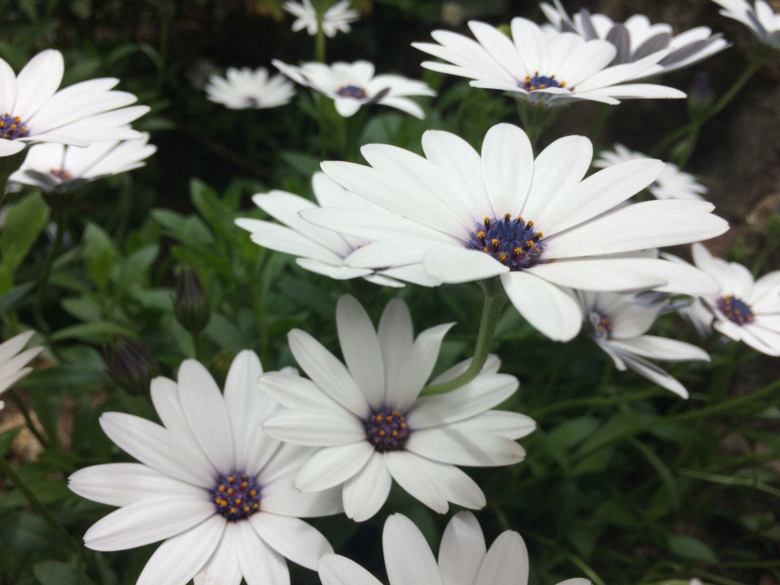 iPhone 5s back camera 4.15mm f/2.2 sample photo. Daisy, daisies, flowers photography