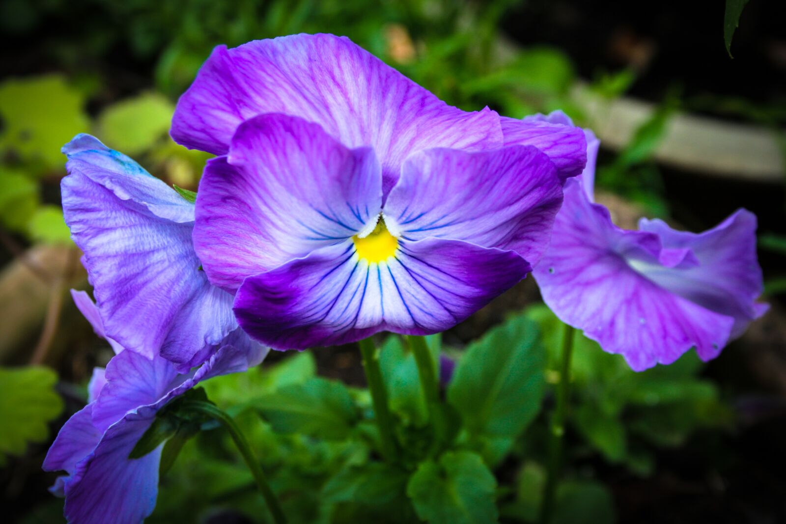Canon EOS 400D (EOS Digital Rebel XTi / EOS Kiss Digital X) sample photo. Flower, garden, purple photography