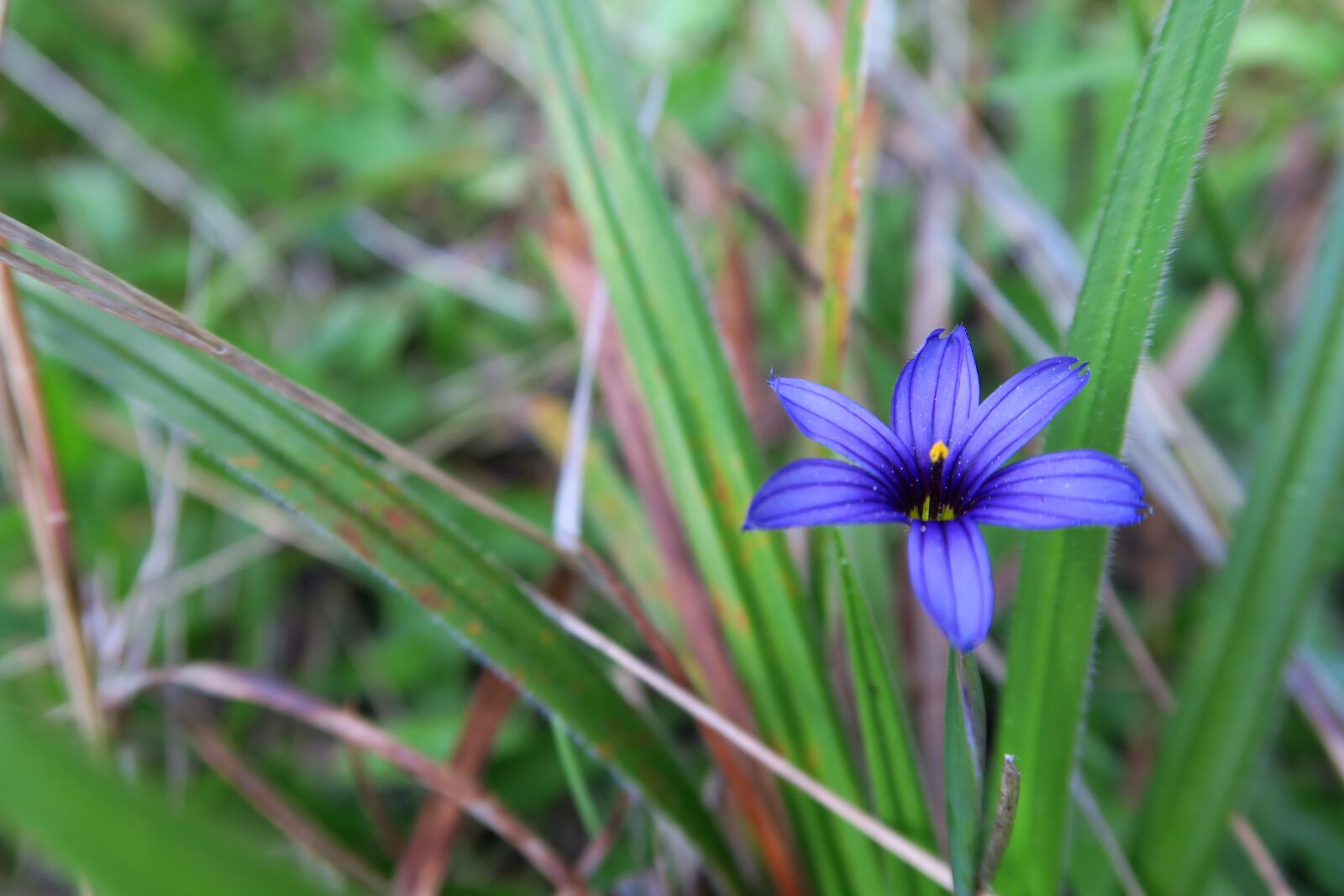 Canon PowerShot G7 X sample photo. Northern california, flower, grass photography
