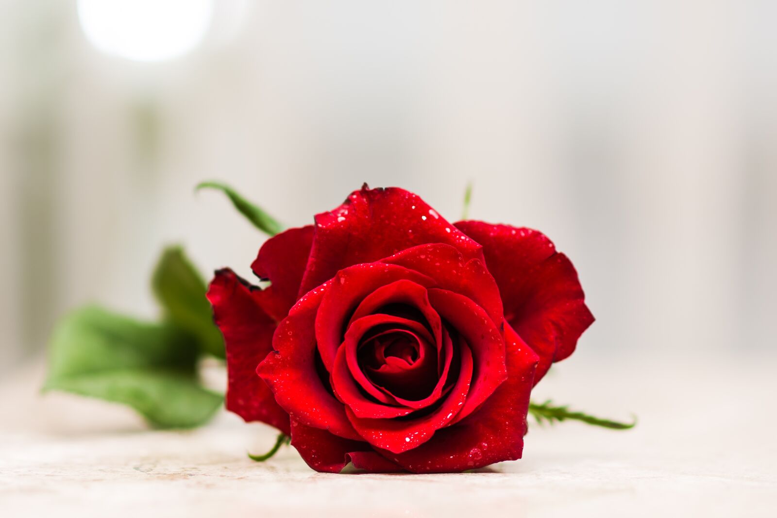 Nikon D7200 sample photo. Rose, flower, romantic photography