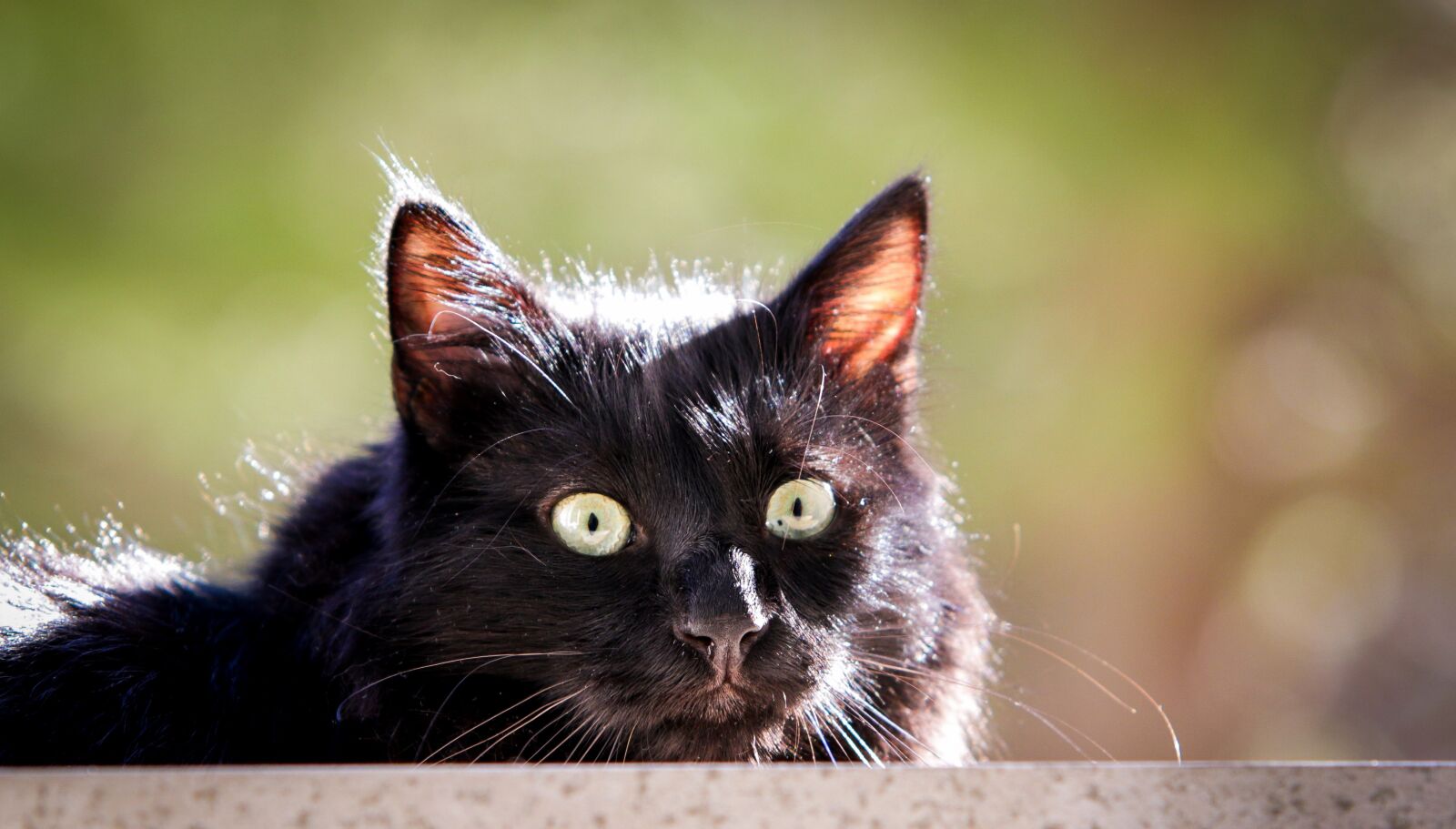 Canon EOS 7D Mark II sample photo. Cat, black, black cat photography