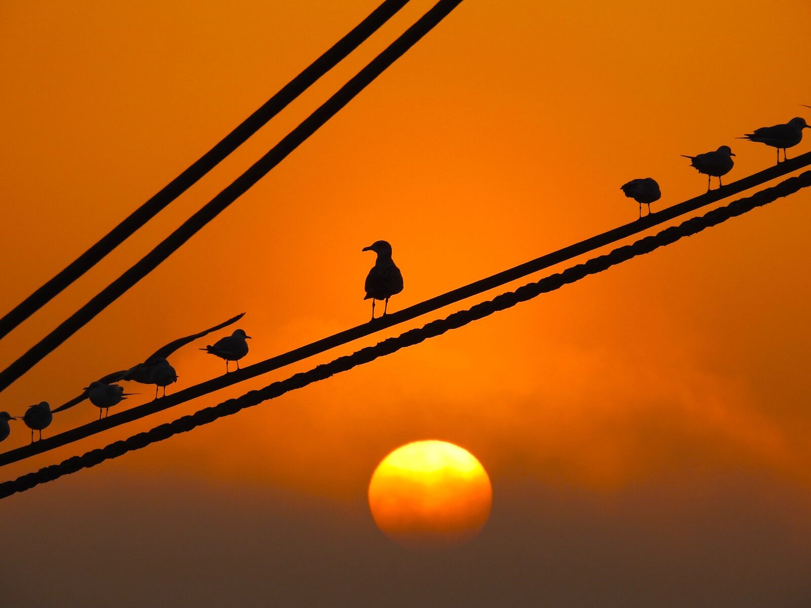 Nikon Coolpix P900 sample photo. Offer, sunset, seagulls photography