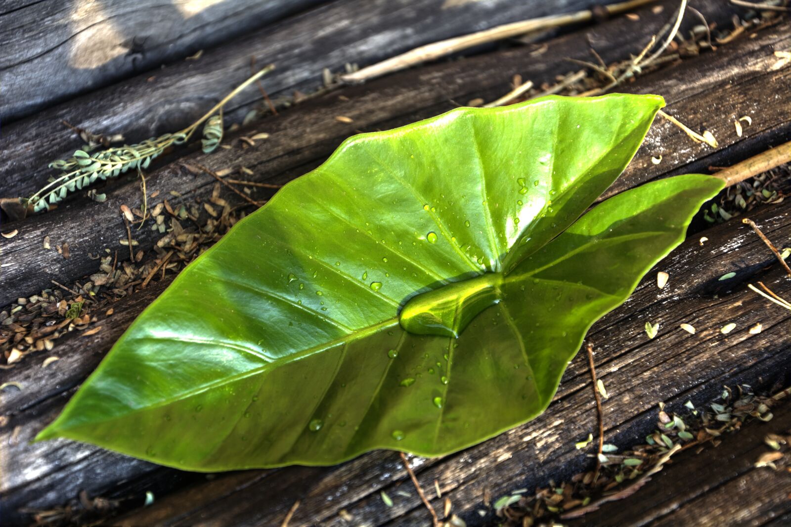 Nikon D5200 sample photo. Green, leaf, colours photography