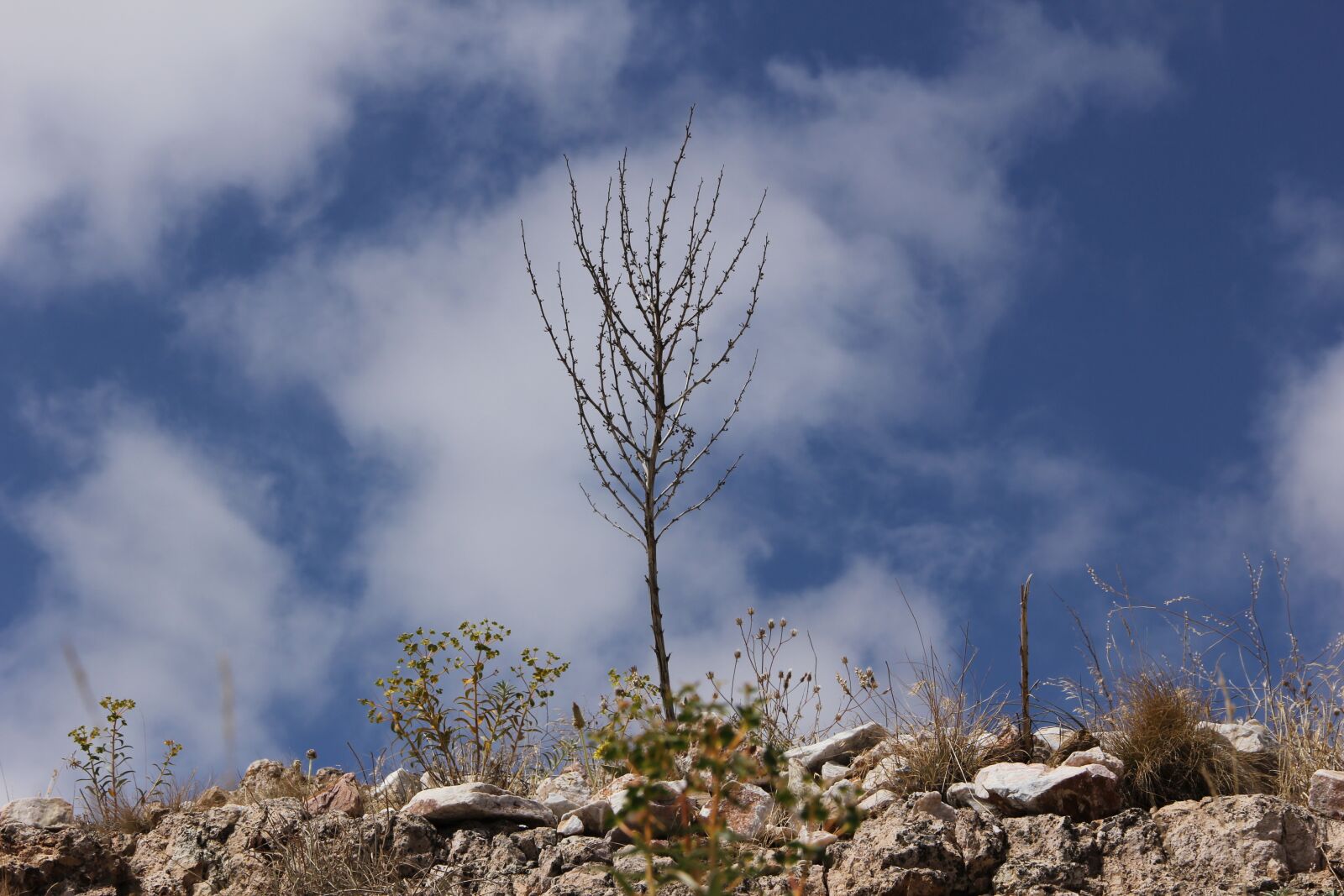 Canon EOS 60D sample photo. Cloud, flower, the stones photography