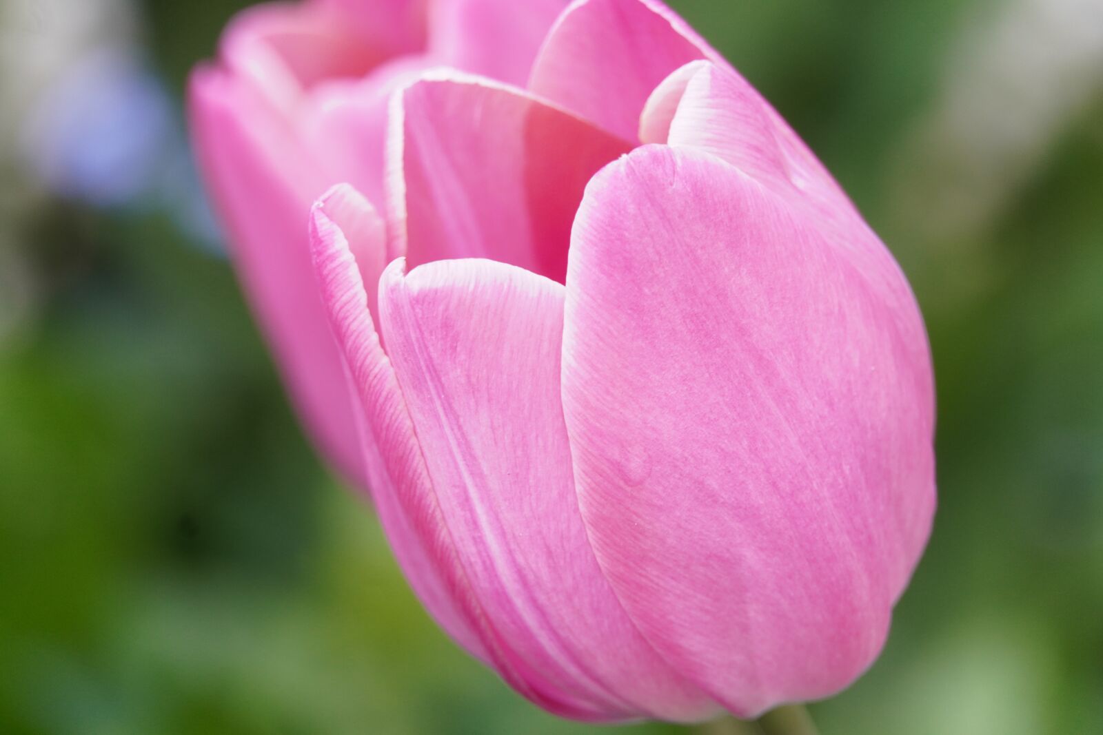Sony a6400 sample photo. Pink tulip, tulips, tulip photography