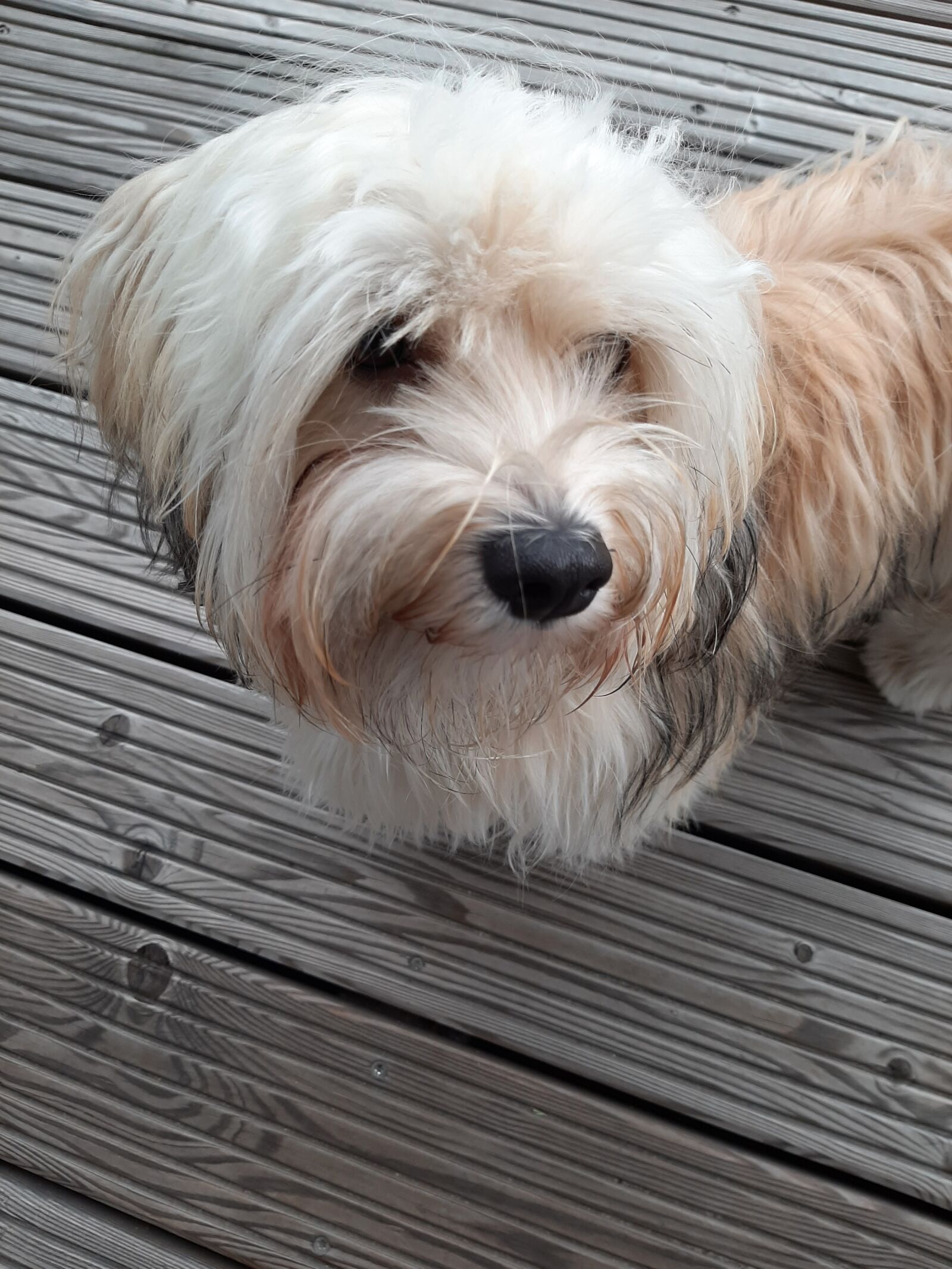 Samsung Galaxy A50 sample photo. Havanese, dog, tricolor photography