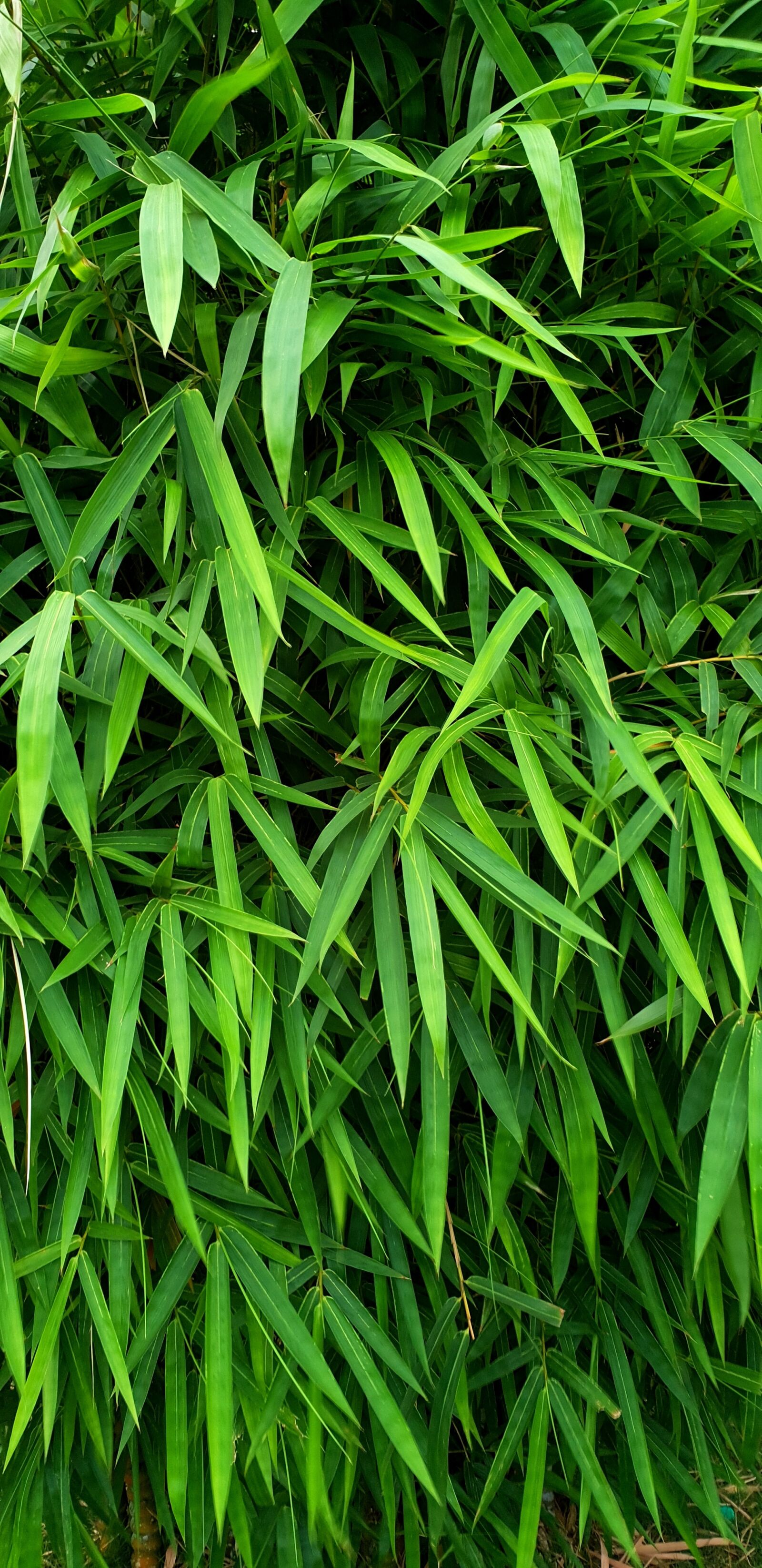 Samsung Galaxy S9+ sample photo. Bamboo, tree, nature photography