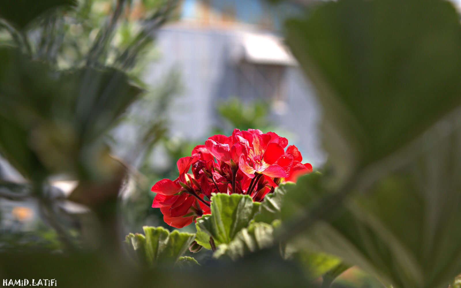 Canon EOS 60D sample photo