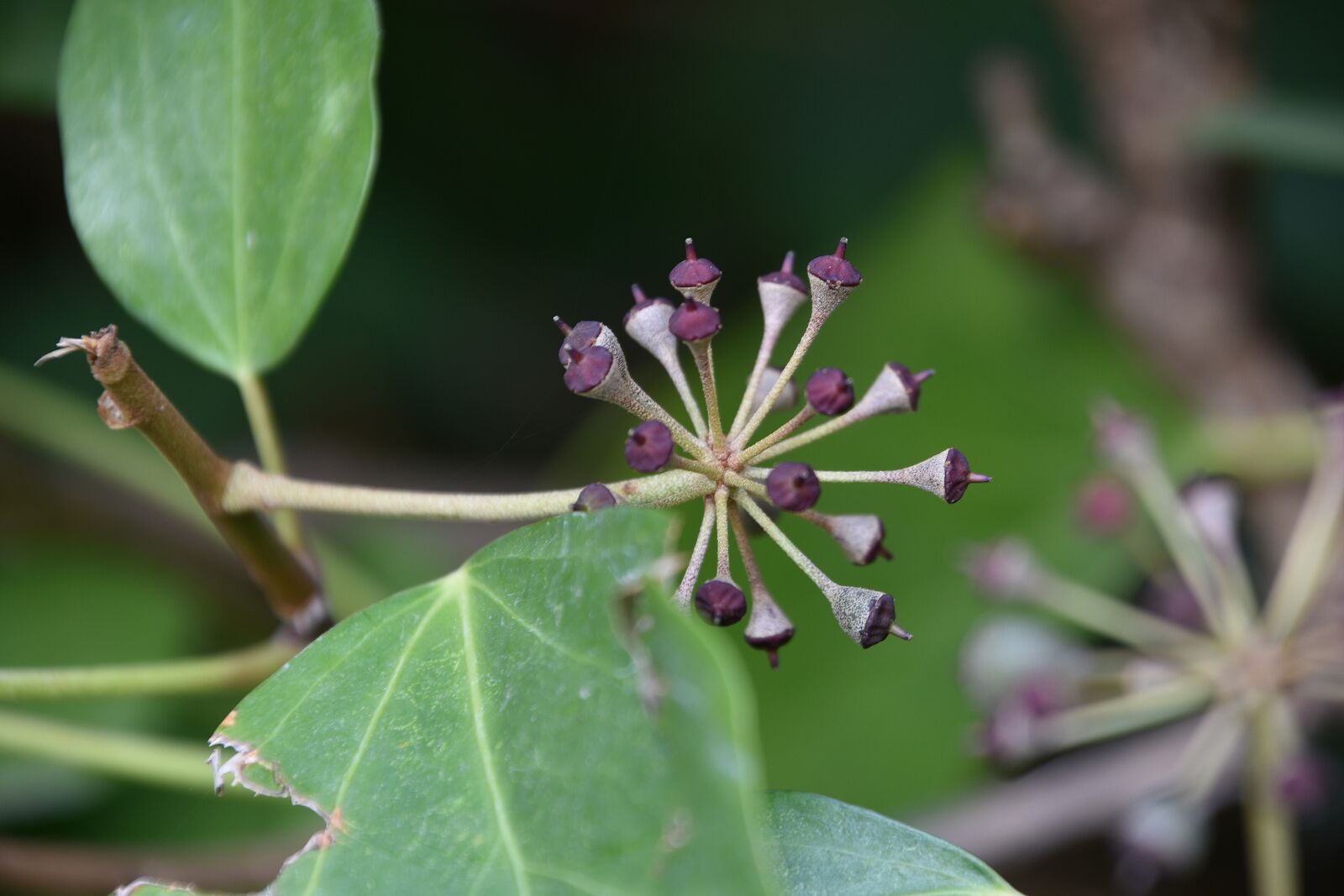 Nikon D7200 sample photo. Nature, leaf, plant photography
