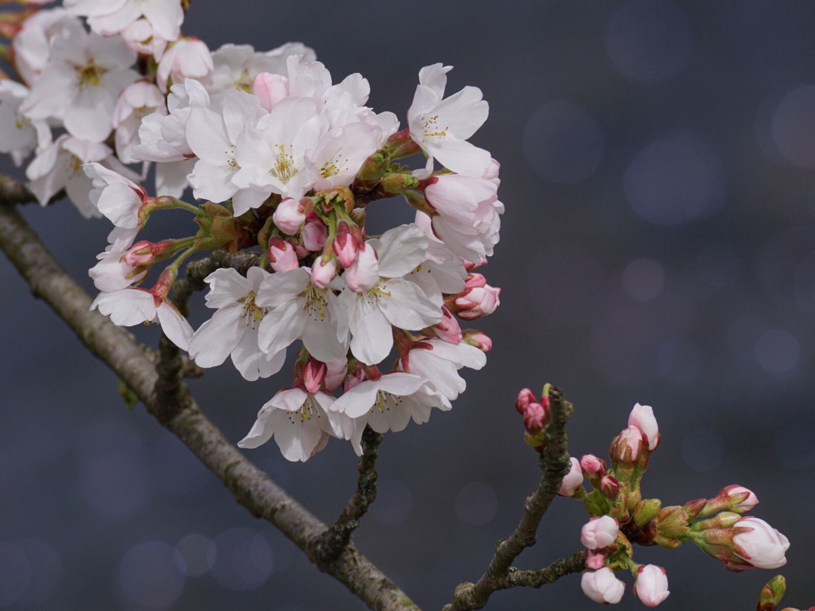 Sony DT 55-300mm F4.5-5.6 SAM sample photo. Cherry blossom, flower, plant photography
