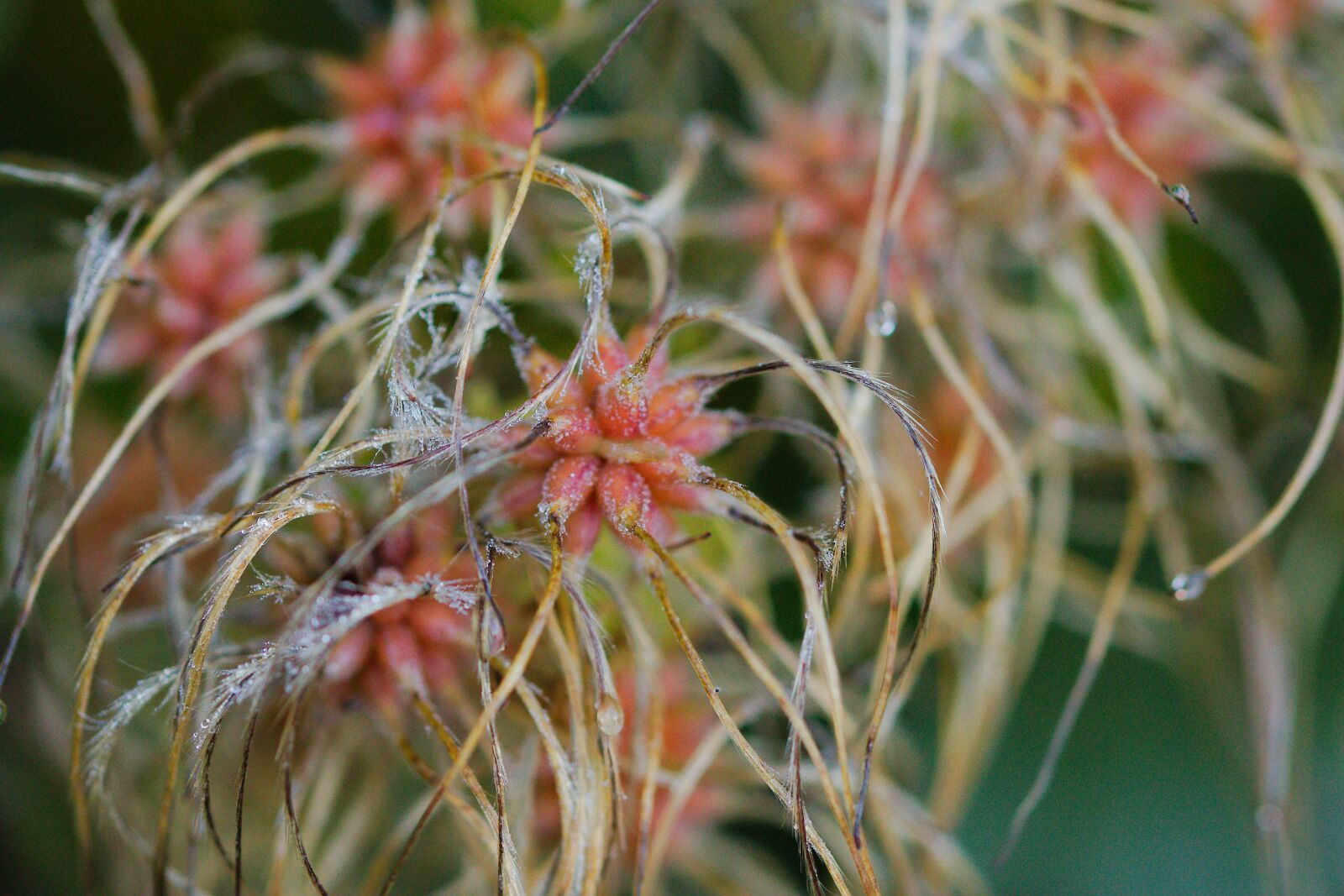 Canon EOS 70D sample photo. Nature, plant, flower photography