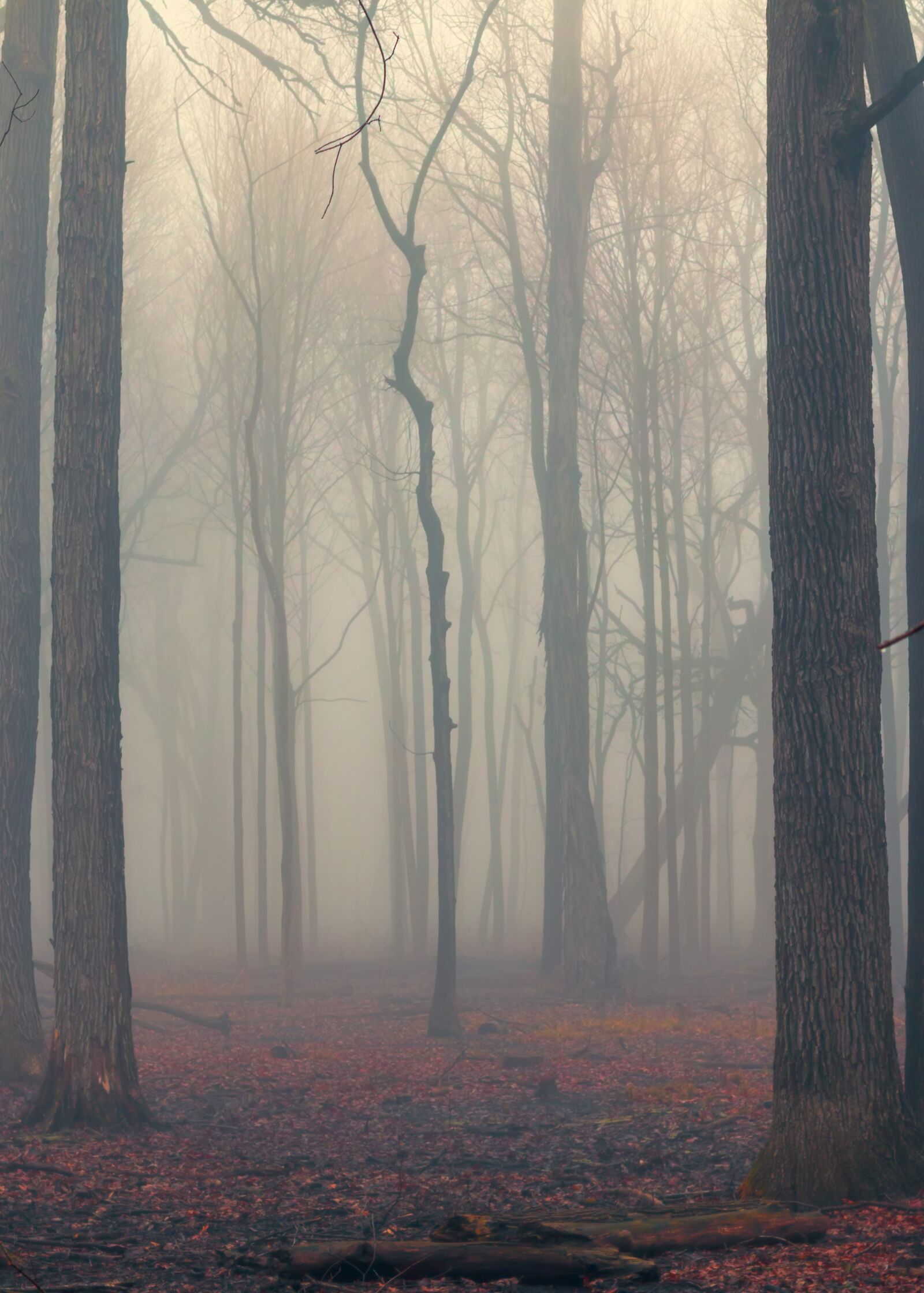 Canon EOS 70D + Canon EF 50mm F1.8 II sample photo. Forest, foggy, nature photography
