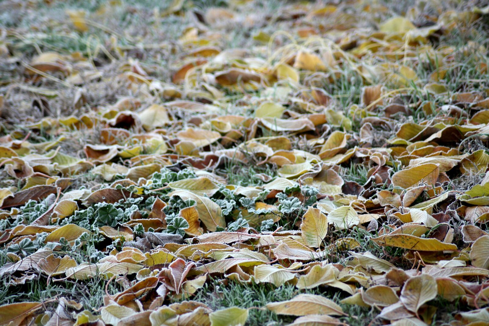 Canon EOS 1200D (EOS Rebel T5 / EOS Kiss X70 / EOS Hi) sample photo. Ground frost, cold, frost photography