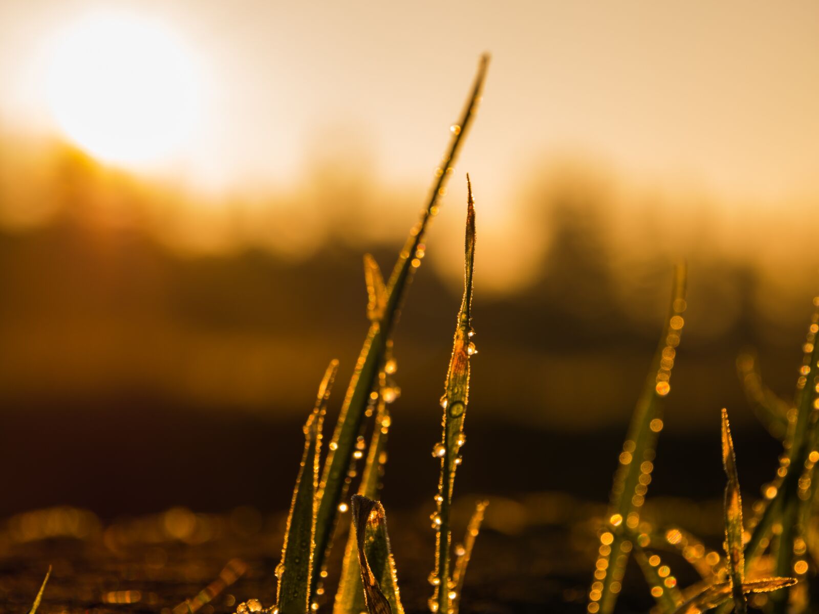 LEICA DG 12-60/F2.8-4.0 sample photo. Sunrise, winter, landscape photography