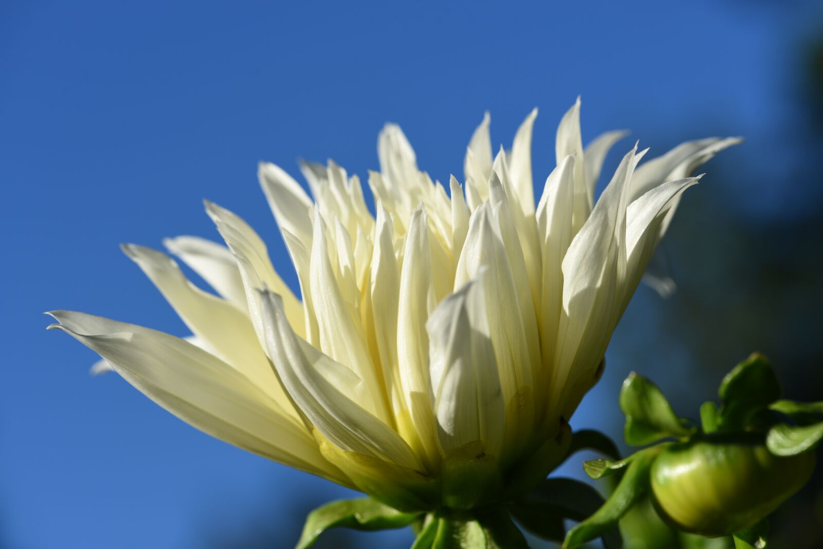 Nikon D750 sample photo. Dahlia, white, flower photography