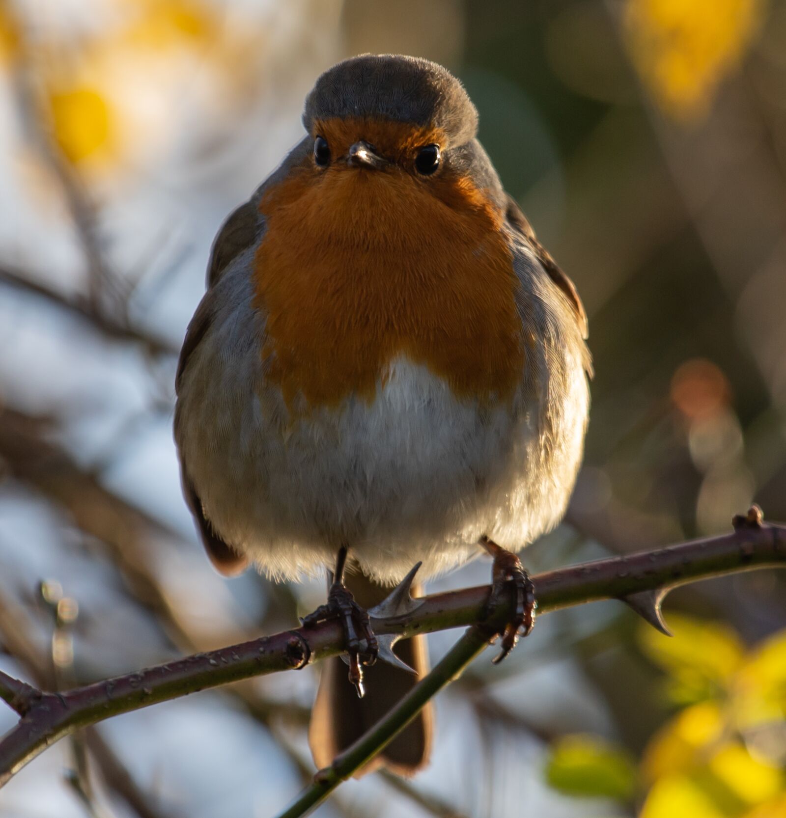 Canon EF 70-200mm F4L USM sample photo. Robin redbreast in tree photography