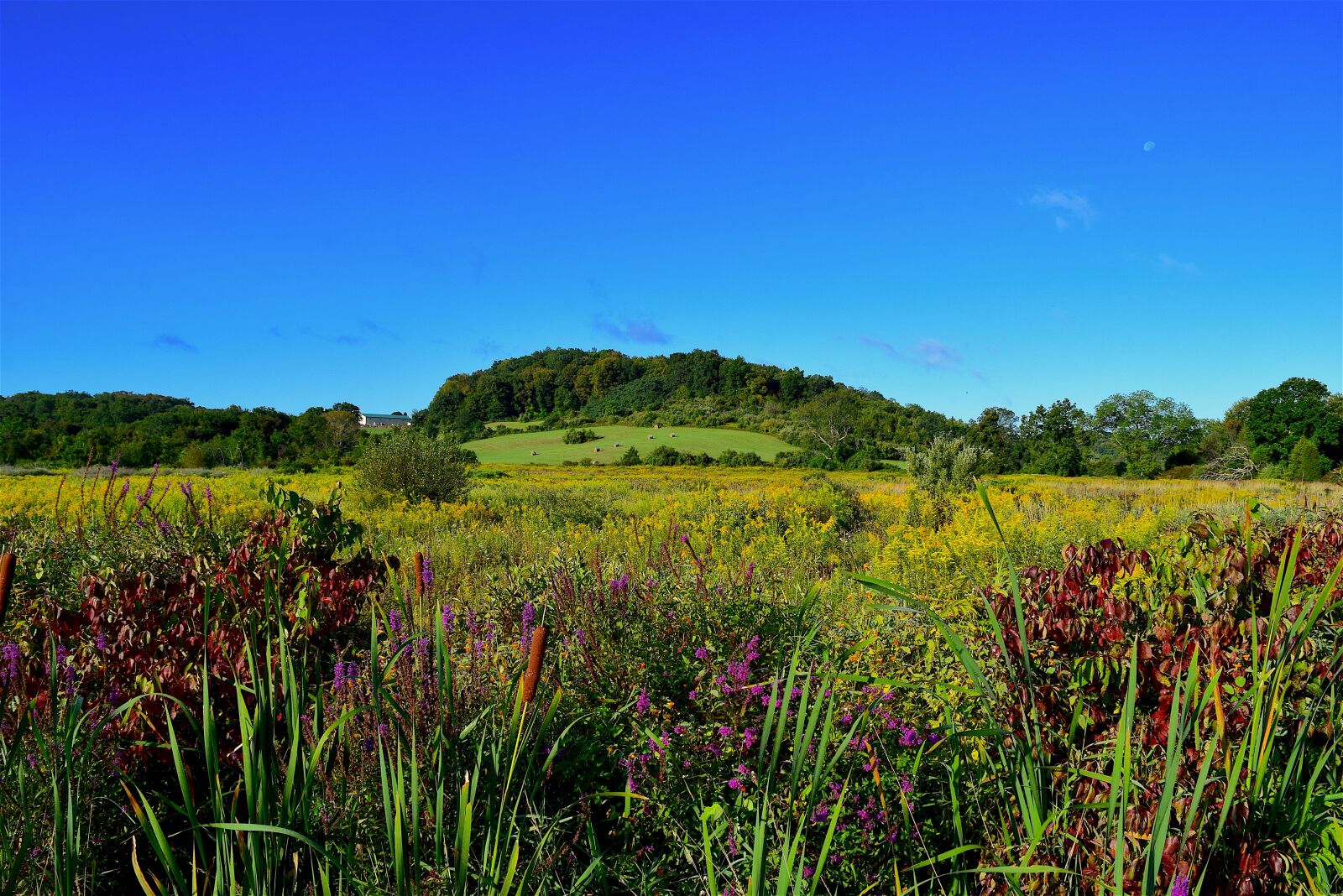 Nikon D3300 sample photo. Field, flowers, nature photography