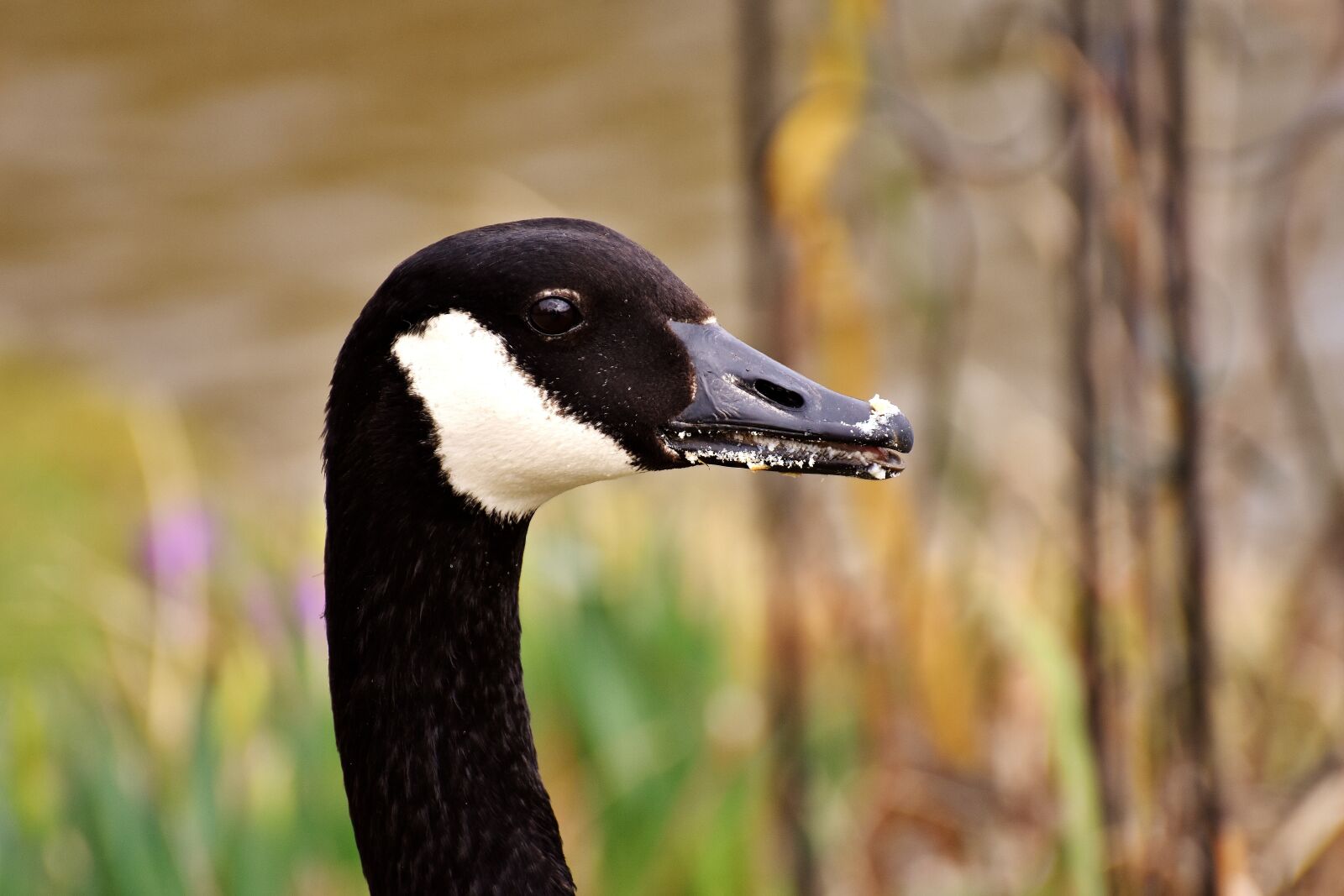 Nikon D7200 sample photo. Goose, water bird, wild photography