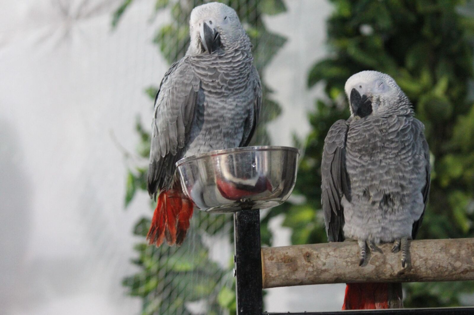 Canon EOS 600D (Rebel EOS T3i / EOS Kiss X5) sample photo. Grey, bird, feather, parrot photography