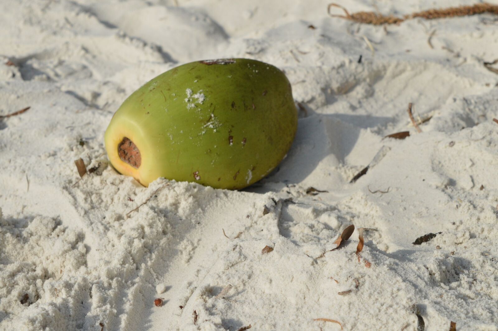 Nikon D3200 sample photo. Coconut, sand, beach photography